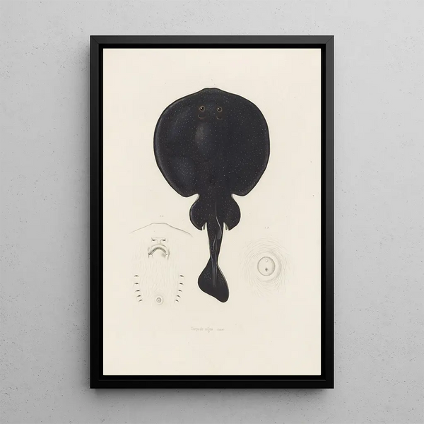 Torpedo nigra - Arthus Bertrand — gerahmtes Bild an der Wand
