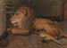 Löwe bei Artis Amsterdam - Auguste Allébé — Ansicht des Kunstwerks