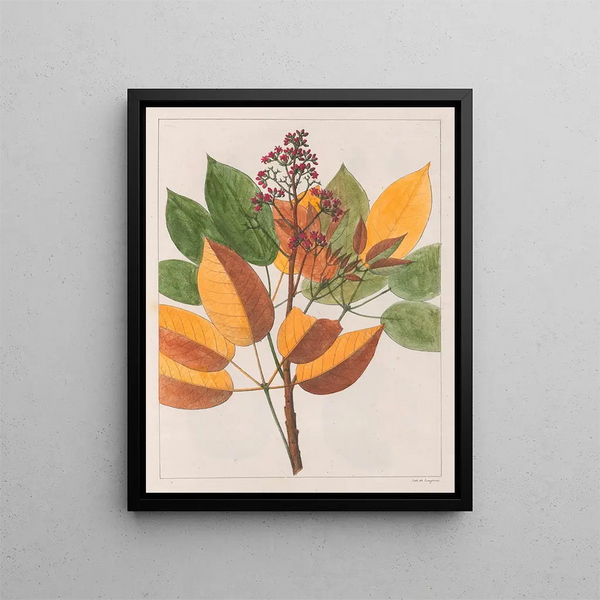 Vous Gomesii - Auguste de Saint-Hilaire — gerahmtes Bild an der Wand