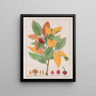 Auguste de SaintHilaire - Anona Palustris.webp