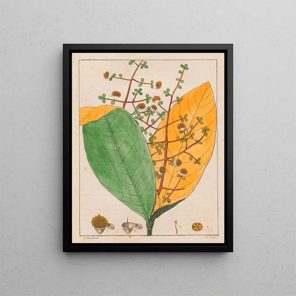 Calyptranthes aromatica - Auguste de Saint-Hilaire — gerahmtes Bild an der Wand
