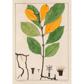 Auguste de SaintHilaire - Cepaelis Ipecacunha.webp