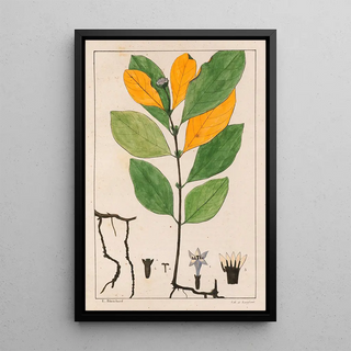 Auguste de SaintHilaire - Cepaelis Ipecacunha.webp