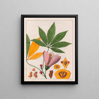 Auguste de SaintHilaire - Chorisia Speciosa.webp