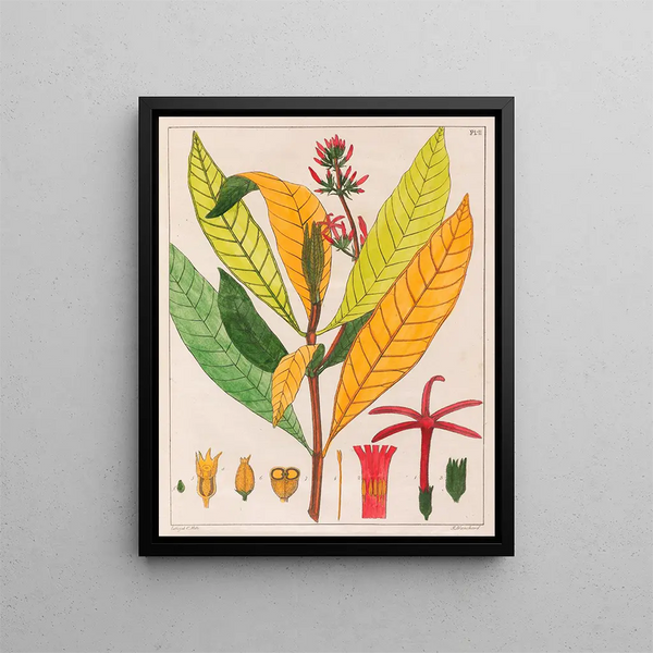 Cinchona ferruginea - Auguste de Saint-Hilaire — gerahmtes Bild an der Wand