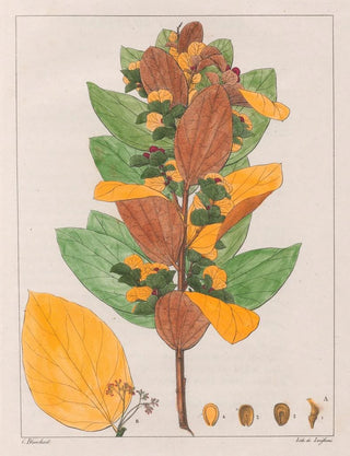 Auguste de SaintHilaire - Cissampelos Ovalifolia.webp