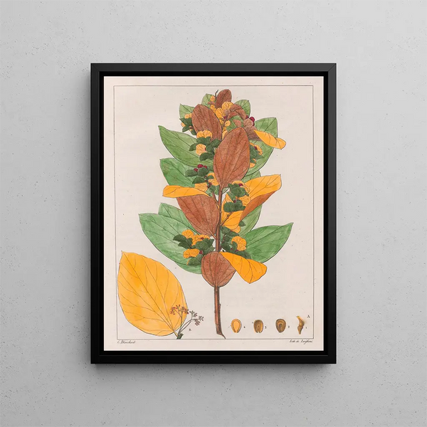 Cissampelos ovalifolia - Auguste de Saint-Hilaire — gerahmtes Bild an der Wand