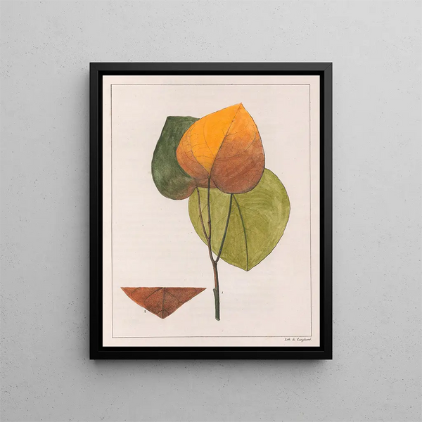 Cocculus platyphylla - Auguste de Saint-Hilaire — gerahmtes Bild an der Wand