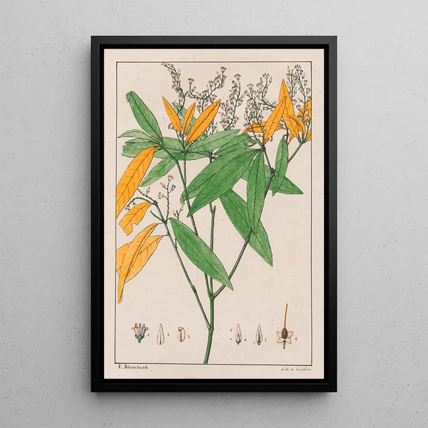 Conohoria Lobolobo - Auguste de Saint-Hilaire — gerahmtes Bild an der Wand