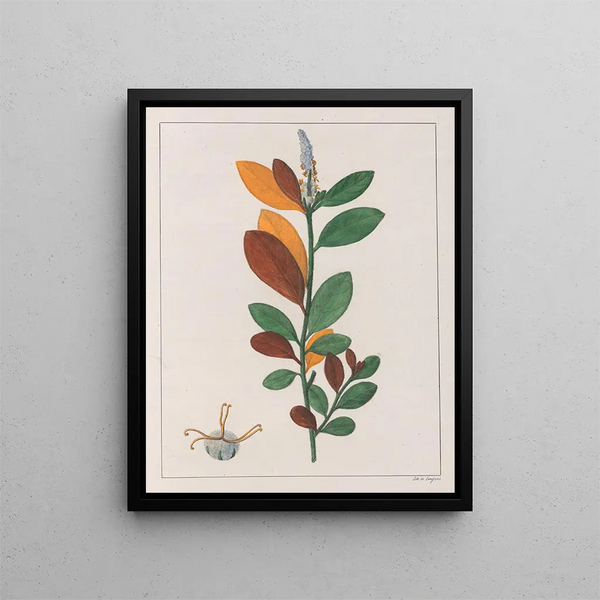 Croton campestris - Auguste de Saint-Hilaire — gerahmtes Bild an der Wand