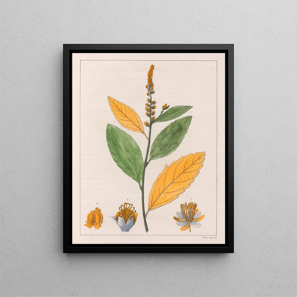 Croton perdicipes - Auguste de Saint-Hilaire — gerahmtes Bild an der Wand