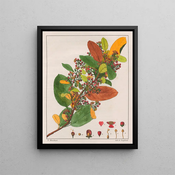 Davilla rugosa - Auguste de Saint-Hilaire — gerahmtes Bild an der Wand