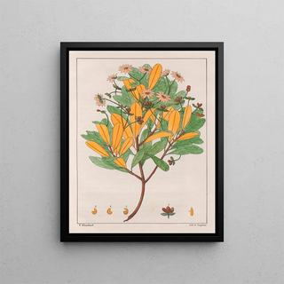 Auguste de SaintHilaire - Drymys Granatensis V Montana.webp