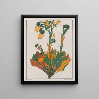 Auguste de SaintHilaire - Echium Plantagineum.webp