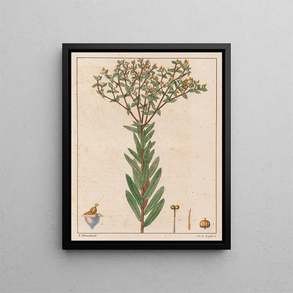 Euphorbia papillosa - Auguste de Saint-Hilaire — gerahmtes Bild an der Wand