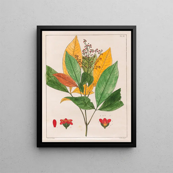 Evodia febrifuga - Auguste de Saint-Hilaire — gerahmtes Bild an der Wand