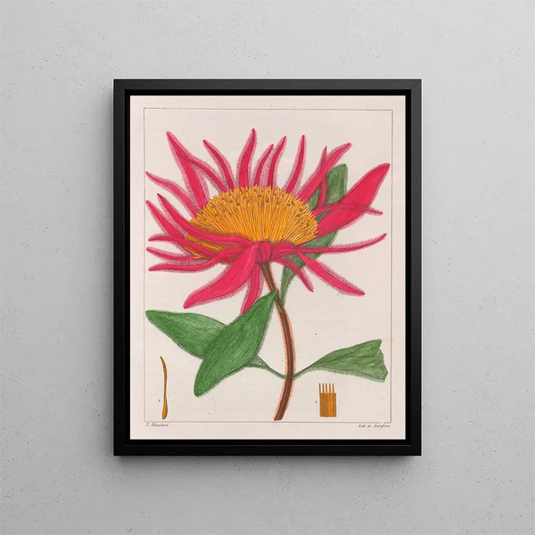 Gomphrena macrocephala - Auguste de Saint-Hilaire — gerahmtes Bild an der Wand