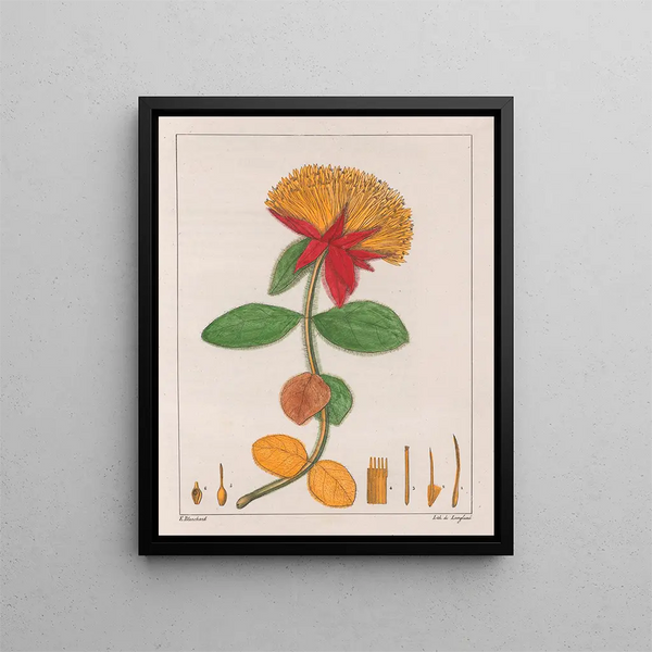 Gomphrena officinalis - Auguste de Saint-Hilaire — gerahmtes Bild an der Wand