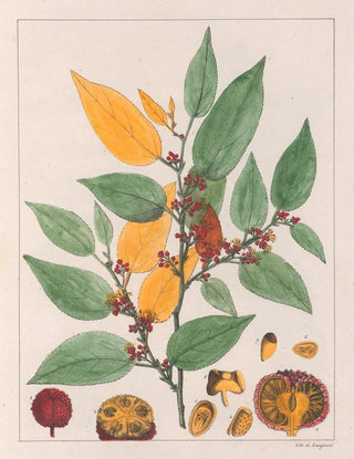 Auguste de SaintHilaire - Guazuma Ulmifolia.webp