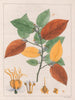 Variété Guazuma ulmifolia - Auguste de Saint-Hilaire — Ansicht des Kunstwerks