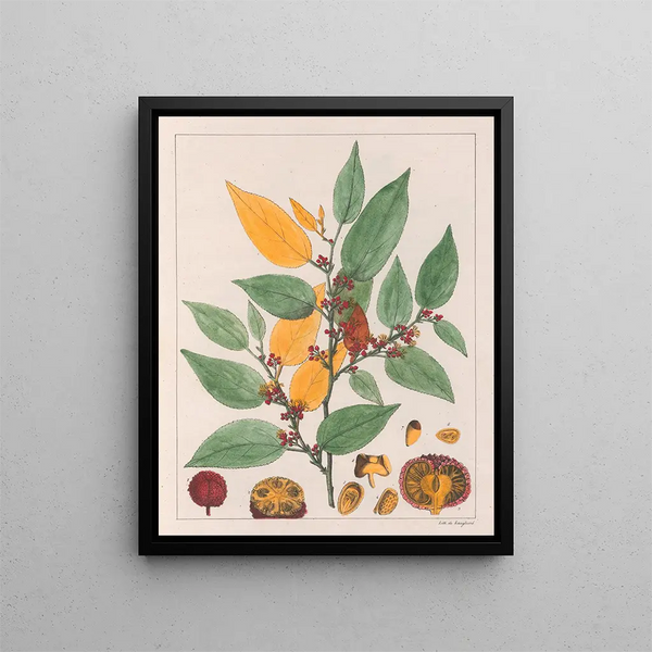Guazuma ulmifolia - Auguste de Saint-Hilaire — gerahmtes Bild an der Wand