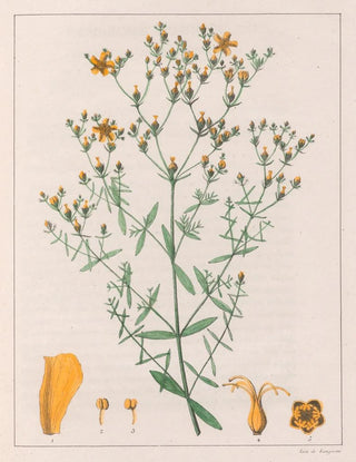 Auguste de SaintHilaire - Hypericum Laxiusculum.webp