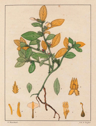 Auguste de SaintHilaire - Ionidium Ipecacuanha.webp
