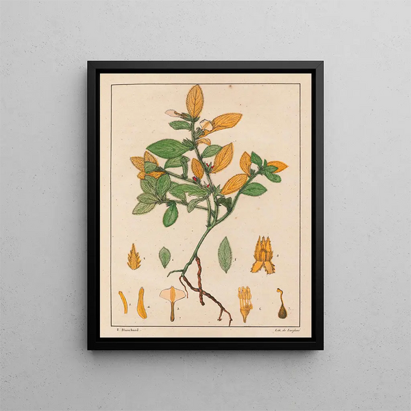 Ionidium ipecacuanha - Auguste de Saint-Hilaire Gemälde — gerahmtes Bild an der Wand