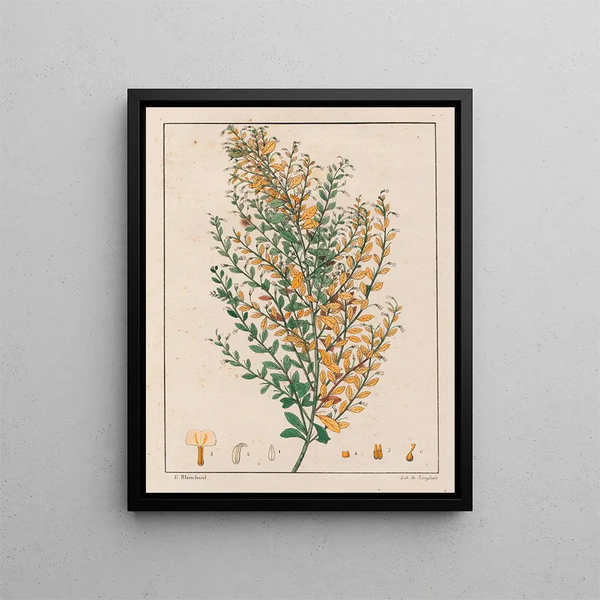 Ionidium parviflorum - Auguste de Saint-Hilaire — gerahmtes Bild an der Wand