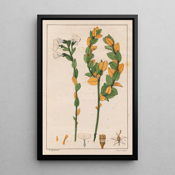 Ionidium poaya - Auguste de Saint-Hilaire — gerahmtes Bild an der Wand
