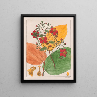 Auguste de SaintHilaire - Luhea Paniculata.webp