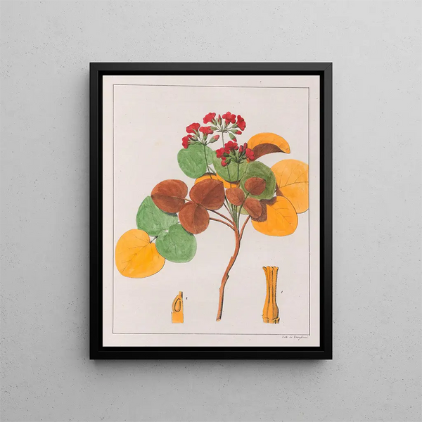 Oxalis cordata - Auguste de Saint-Hilaire — gerahmtes Bild an der Wand