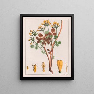 Auguste de SaintHilaire - Oxalis Fulva.webp