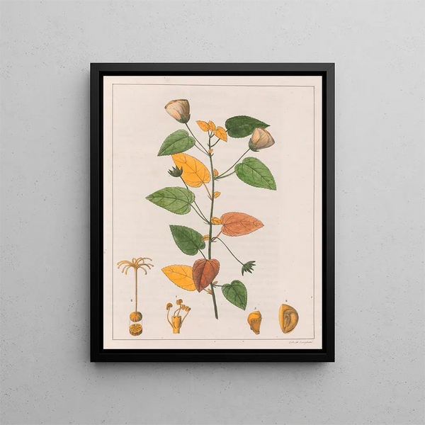 Pavonia diuretica - Auguste de Saint-Hilaire — gerahmtes Bild an der Wand