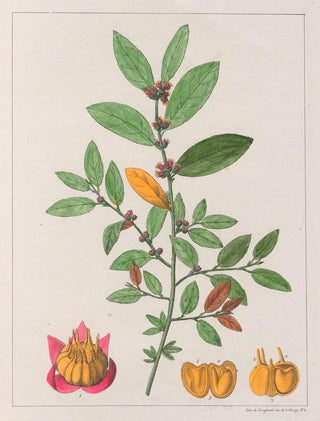 Auguste de SaintHilaire - Sida Carpinifolia.webp