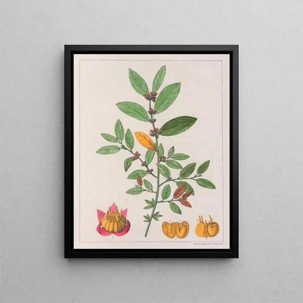 Sida carpinifolia - Auguste de Saint-Hilaire — gerahmtes Bild an der Wand
