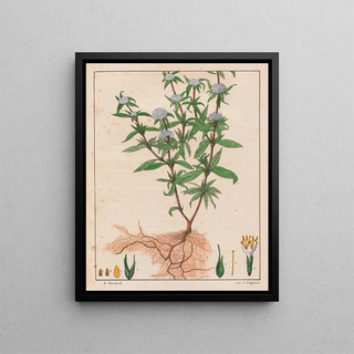 Auguste de SaintHilaire - Spermacoce Ferruginea.webp