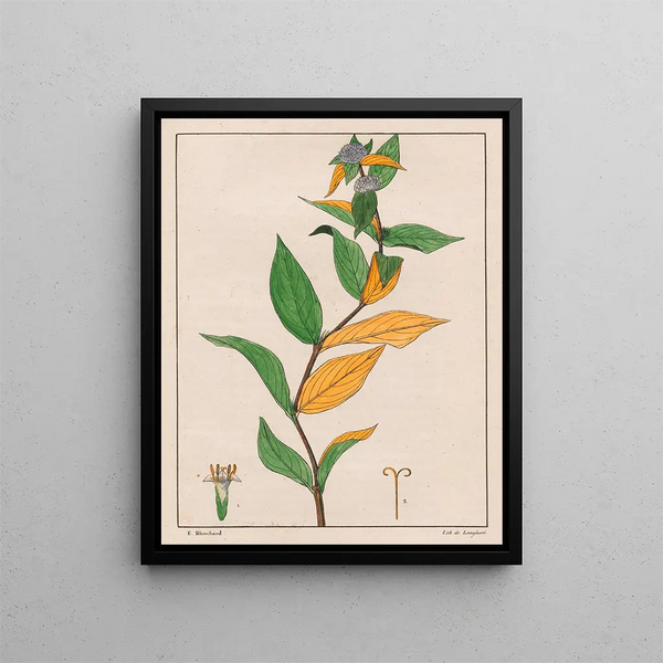 Spermacoce poaya - Auguste de Saint-Hilaire — gerahmtes Bild an der Wand