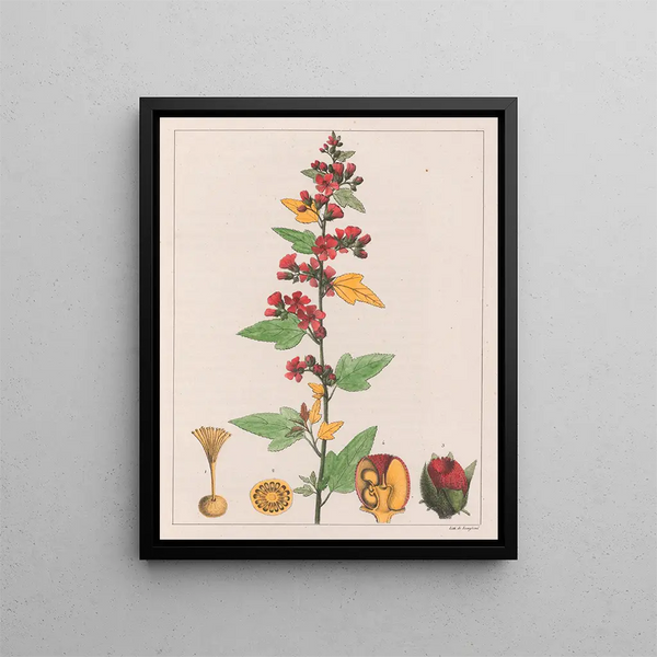Sphoeralcea cisplatina V.A. - Auguste de Saint-Hilaire — gerahmtes Bild an der Wand