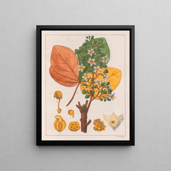 Chicha-Futtermalerei - Auguste de Saint-Hilaire — gerahmtes Bild an der Wand