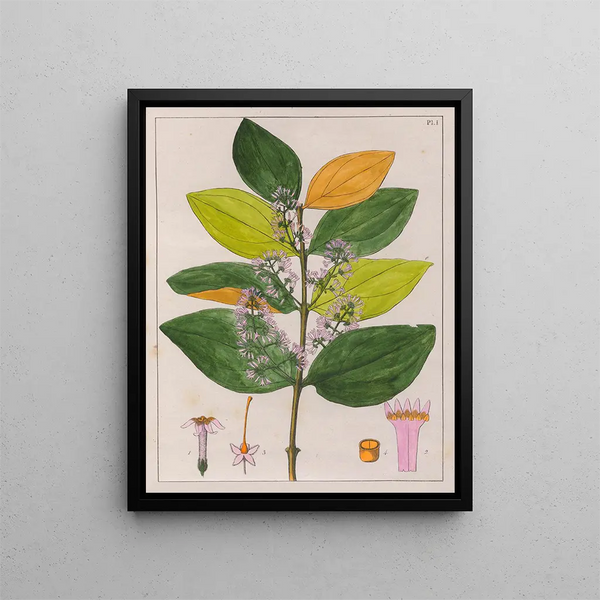 Strychnos pseudoquina - Auguste de Saint-Hilaire — gerahmtes Bild an der Wand
