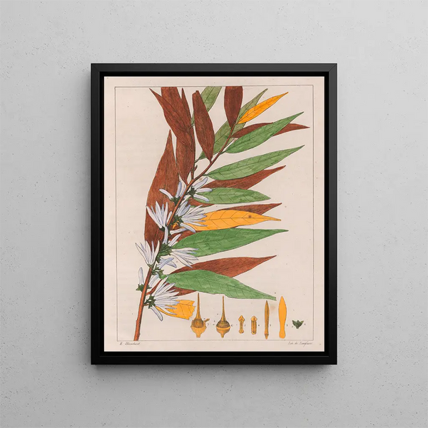Xylopia sericea - Auguste de Saint-Hilaire — gerahmtes Bild an der Wand