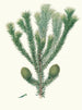 Araucaria brasiliana, Pin des Brasiliens - Aylmer Bourke Lambert — Ansicht des Kunstwerks