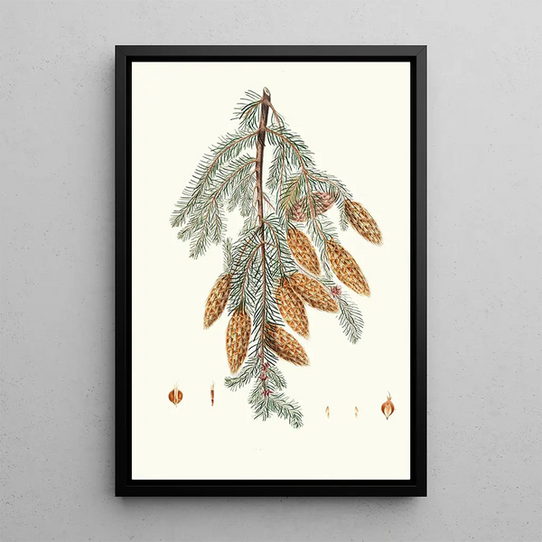 Pinus douglasii, Dreibracte-Fichte - Aylmer Bourke Lambert — gerahmtes Bild an der Wand