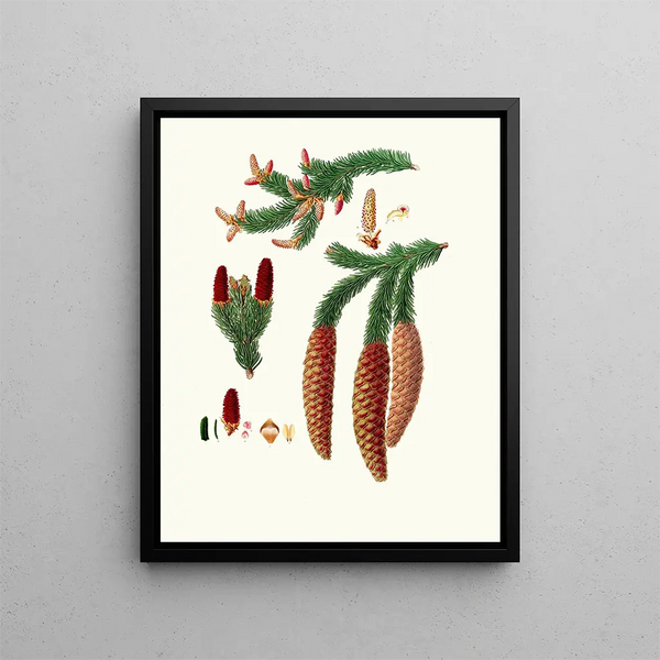 Pinus abies, norwegische Fichte - Aylmer Bourke Lambert — gerahmtes Bild an der Wand