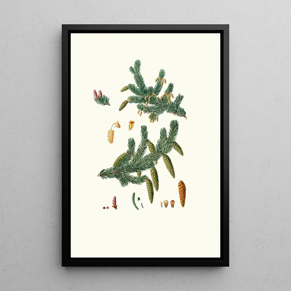 Pinus alba, sapin blanc - Aylmer Bourke Lambert — gerahmtes Bild an der Wand