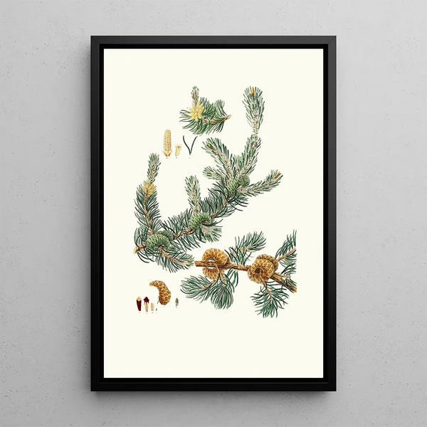 Reproduktion des Gemäldes Pinus banksiana, Kiefer des Labrador - Aylmer Bourke Lambert