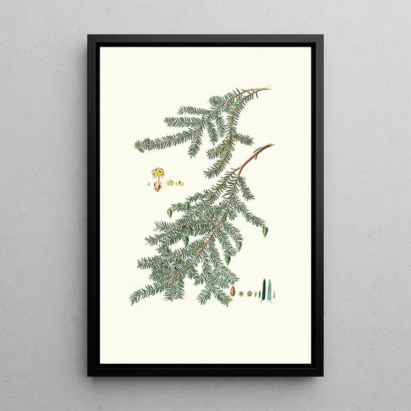 Reproduktion des Gemäldes Pinus canadensis, Kiefern des Kanadas - Aylmer Bourke Lambert