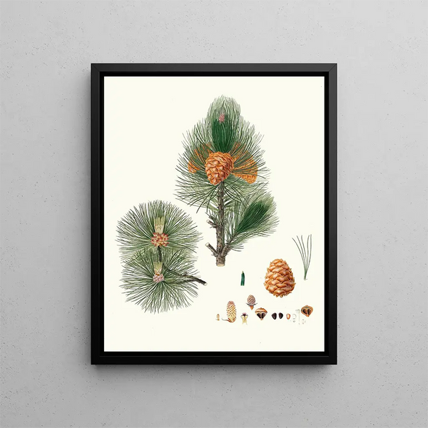 Pinus cembra, Kiefer von Sibirien - Aylmer Bourke Lambert — gerahmtes Bild an der Wand