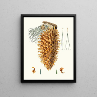 Aylmer Bourke Lambert - Pinus coulteri Greathooked pine Bigcone pine.webp